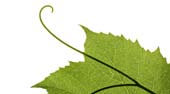Napa Valley